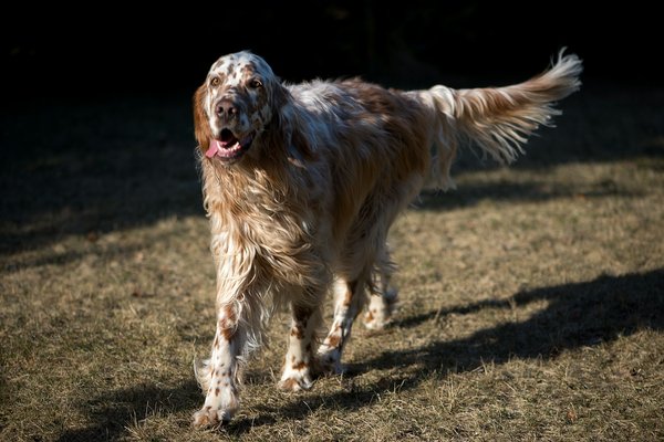 Tout savoir sur le setter anglais : un champion de l'affection